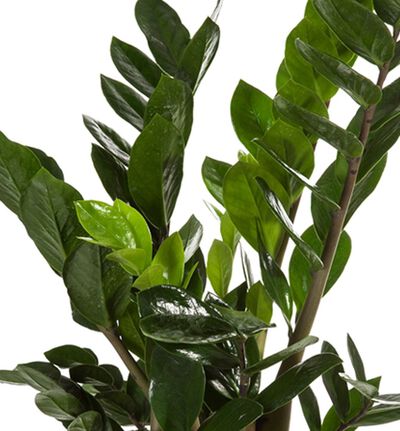 Zamioculcas i sort potte Zamioculcas i sort potte